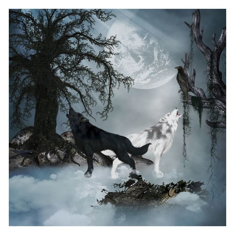 Stunning black and white wolf