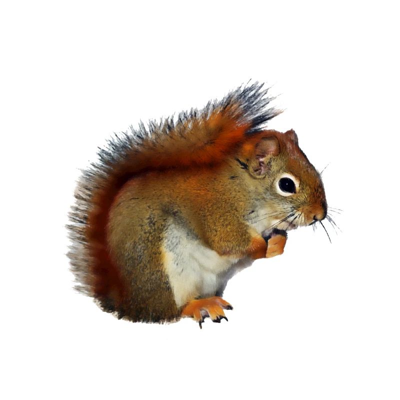 Eichorn squirrel nuts forest photo gift