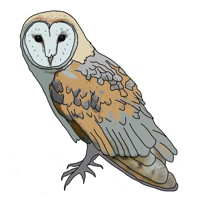 Owl - Barn Owl