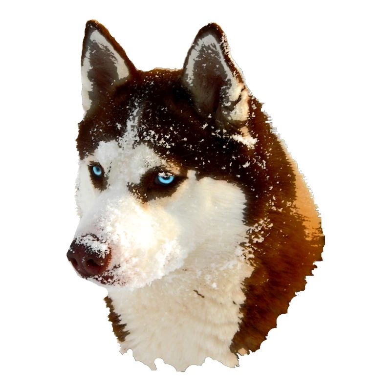 Nordic Husky Head Drawing