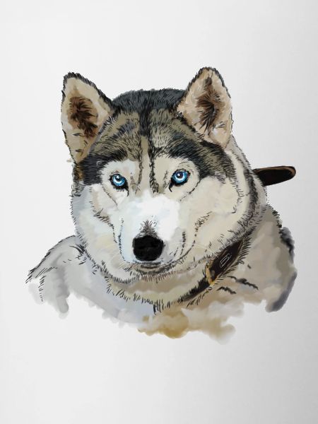 Husky