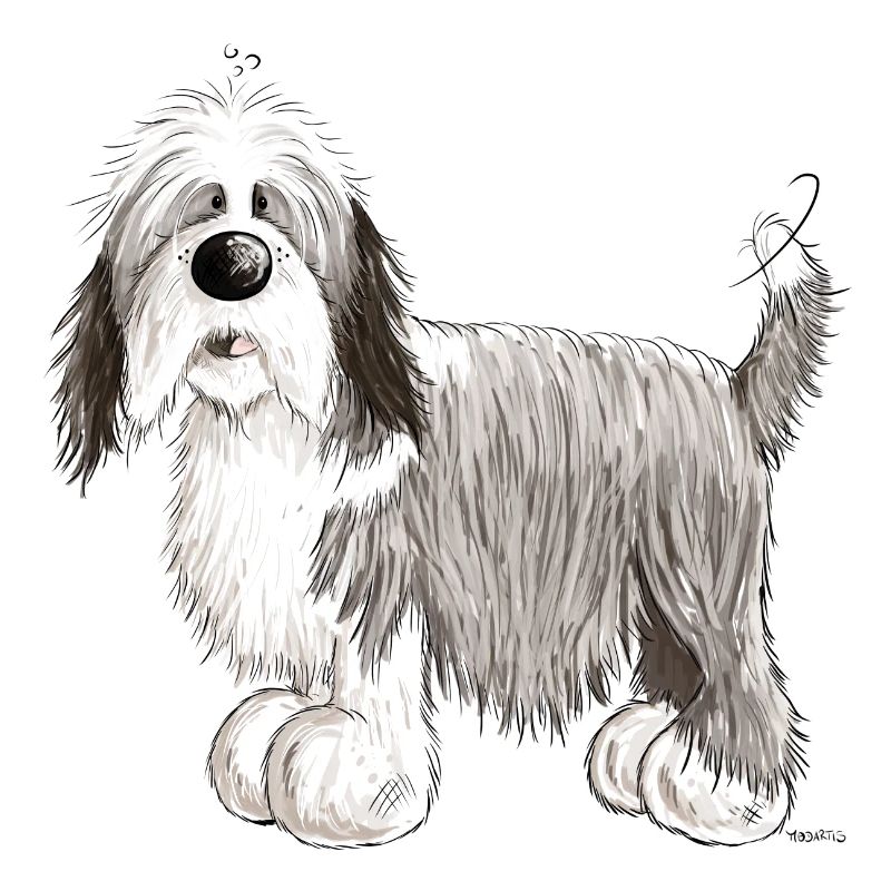 The Bearded Collie