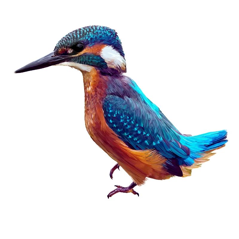 Oiseau de glace