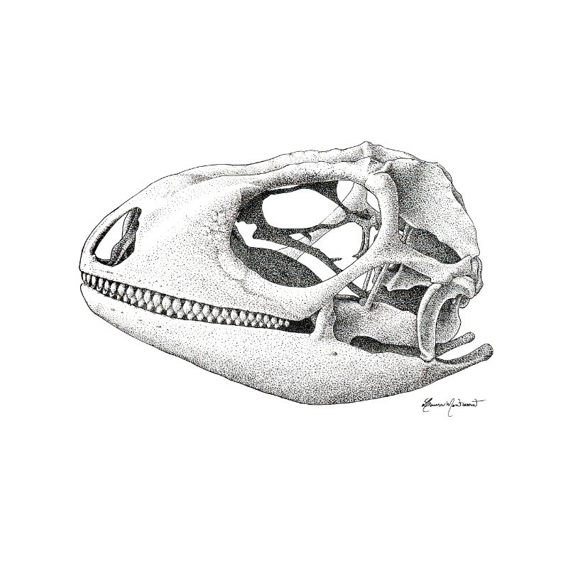 Teiú Lizard Skull - Ink