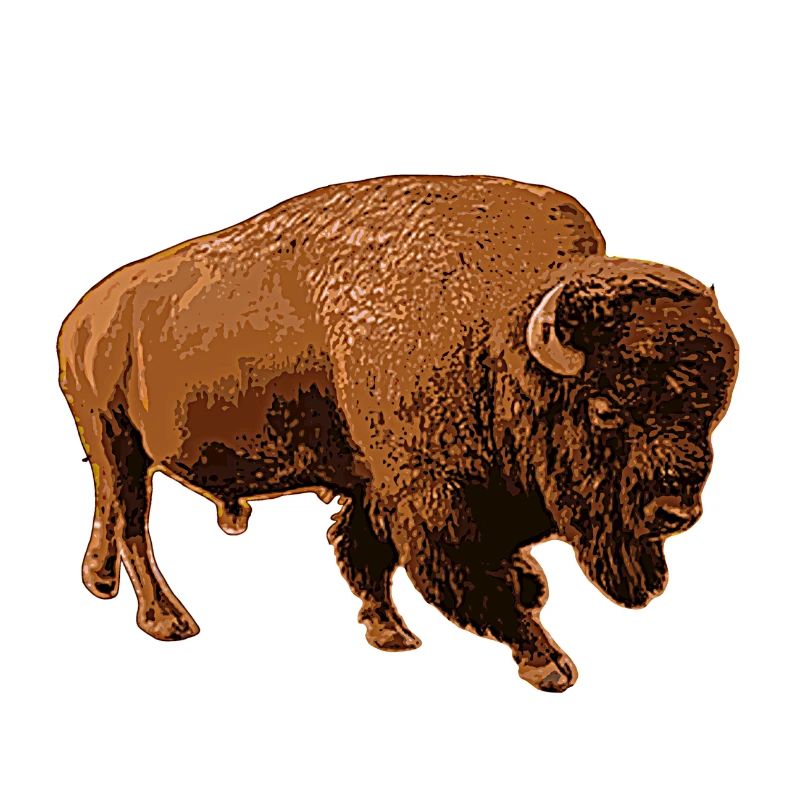 bison