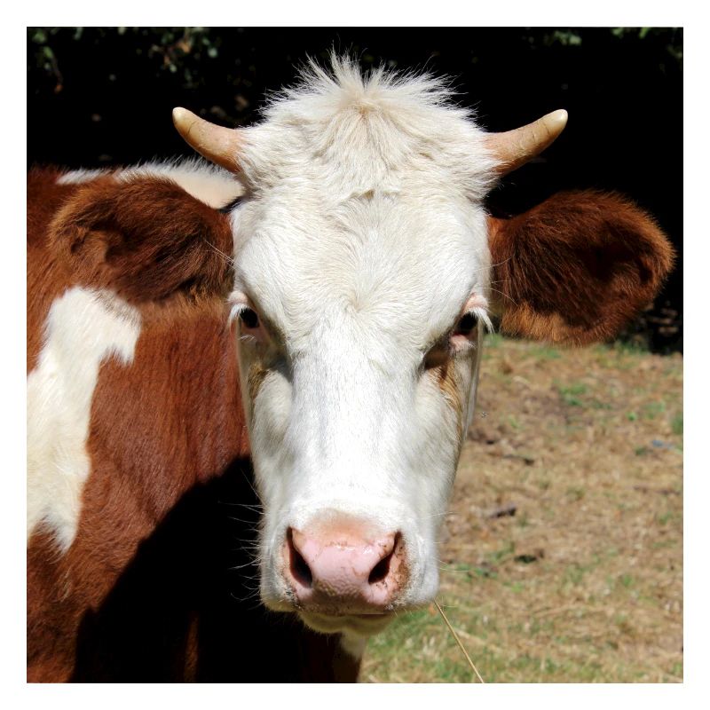 Cow Poster