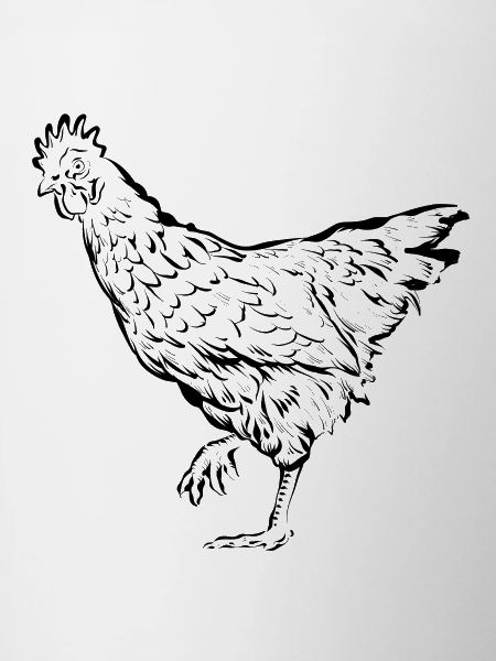 Chicken Chicken Hen