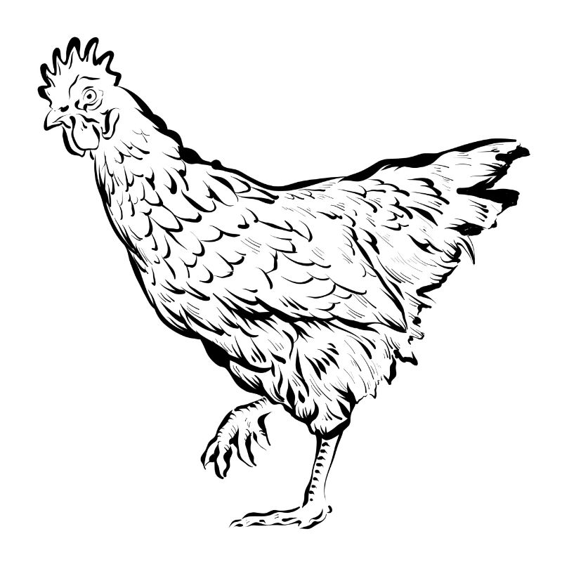 Poules poules
