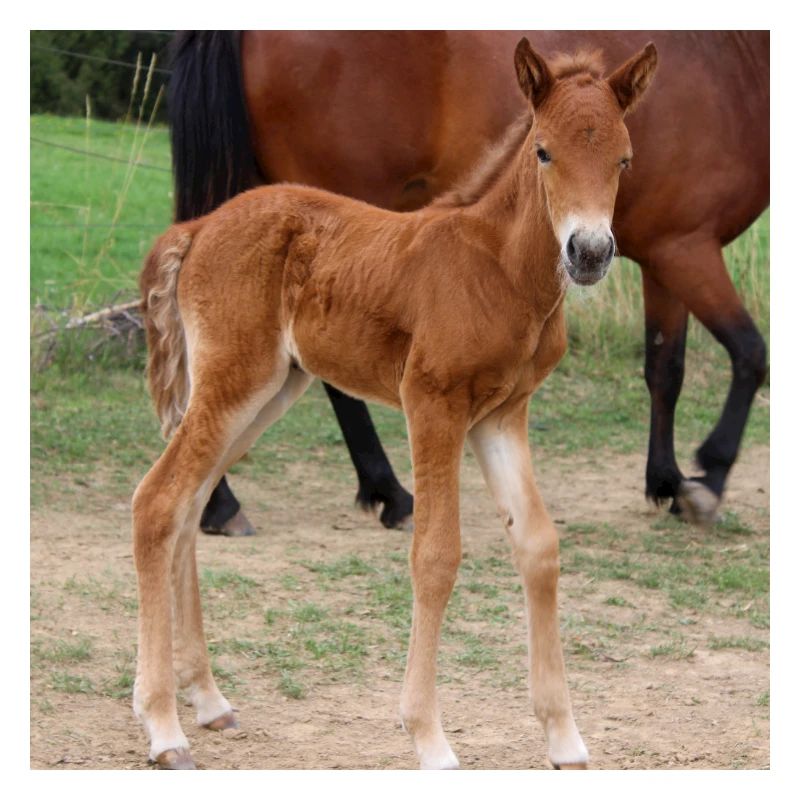 Affiche Cheval Cheval