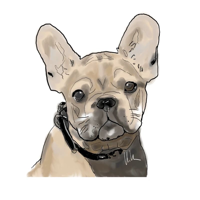 Français Bulldog