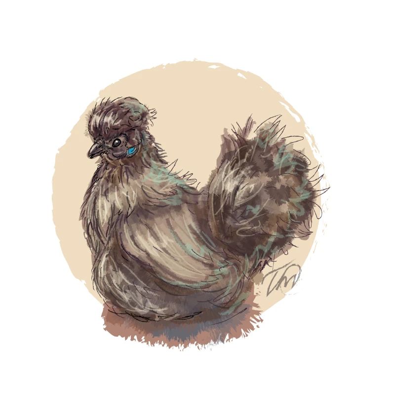 Brown silk hen