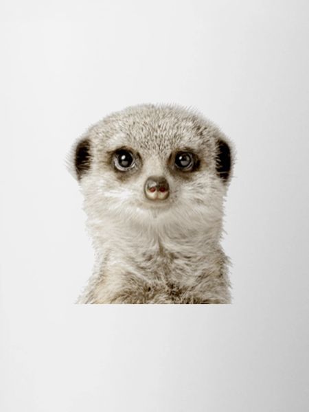 Suricate