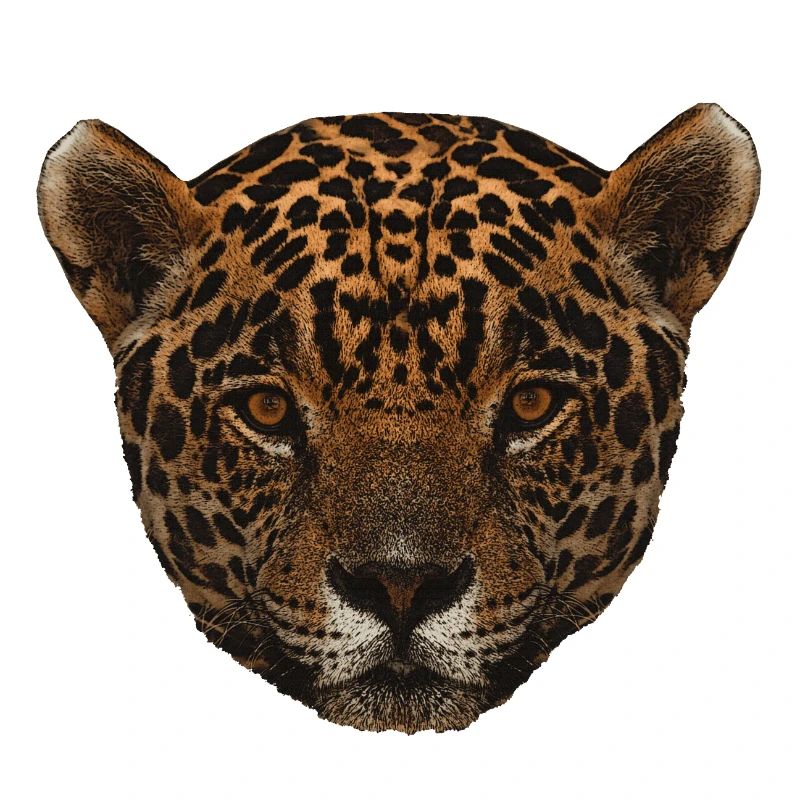 pretty big cats, big cat onca face