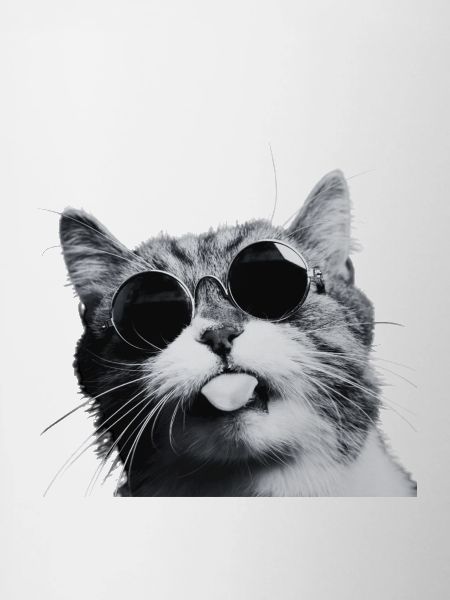 Chill Cat in Round Sunglasses