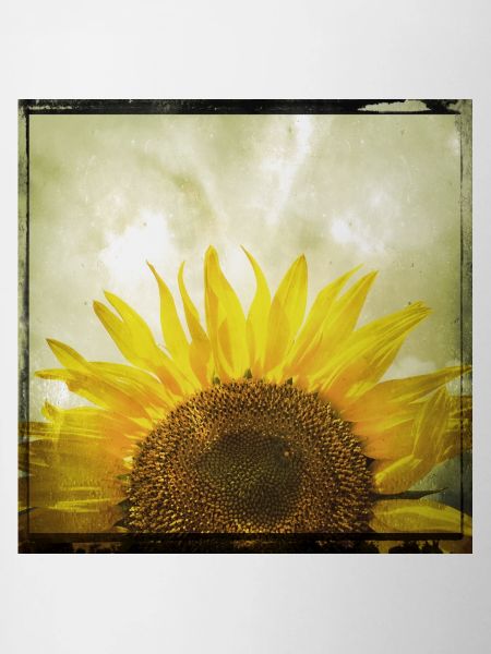 Demi-tournesol