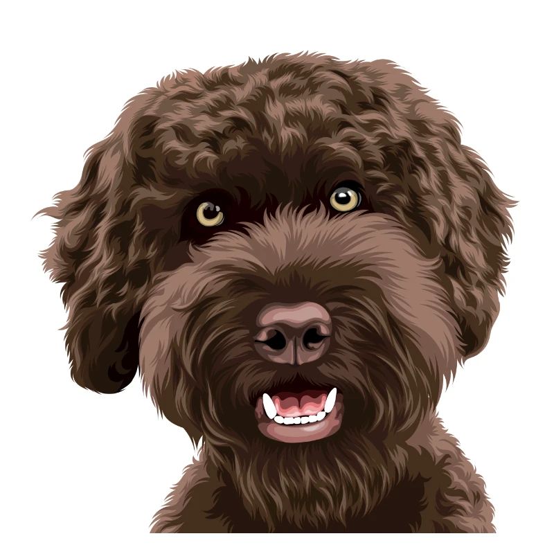 Chien Gribouillé Labradoodle