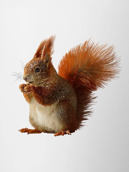 Squirrel