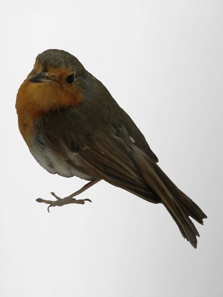 Robin