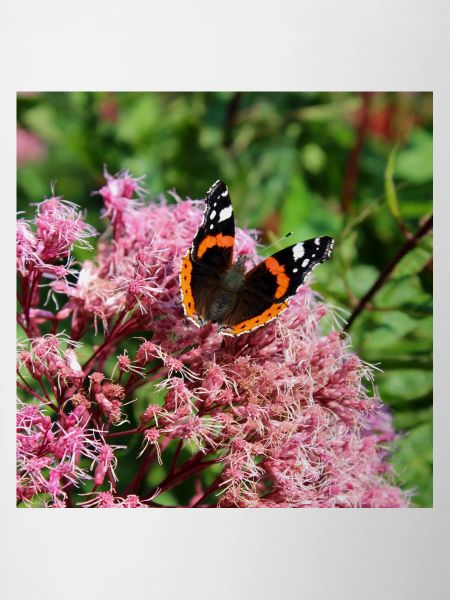 Papillons