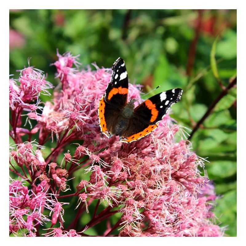 Papillons