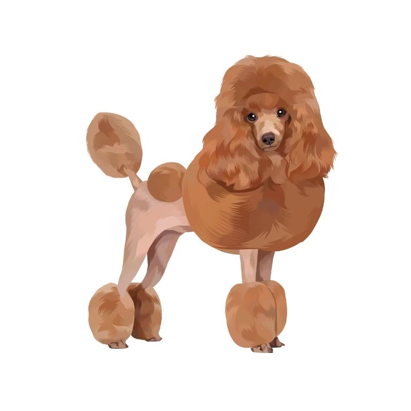 Chien caniche standard