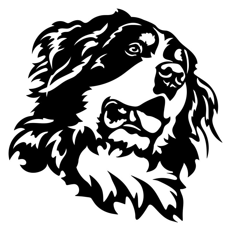 Berner Sennenhund Kopf