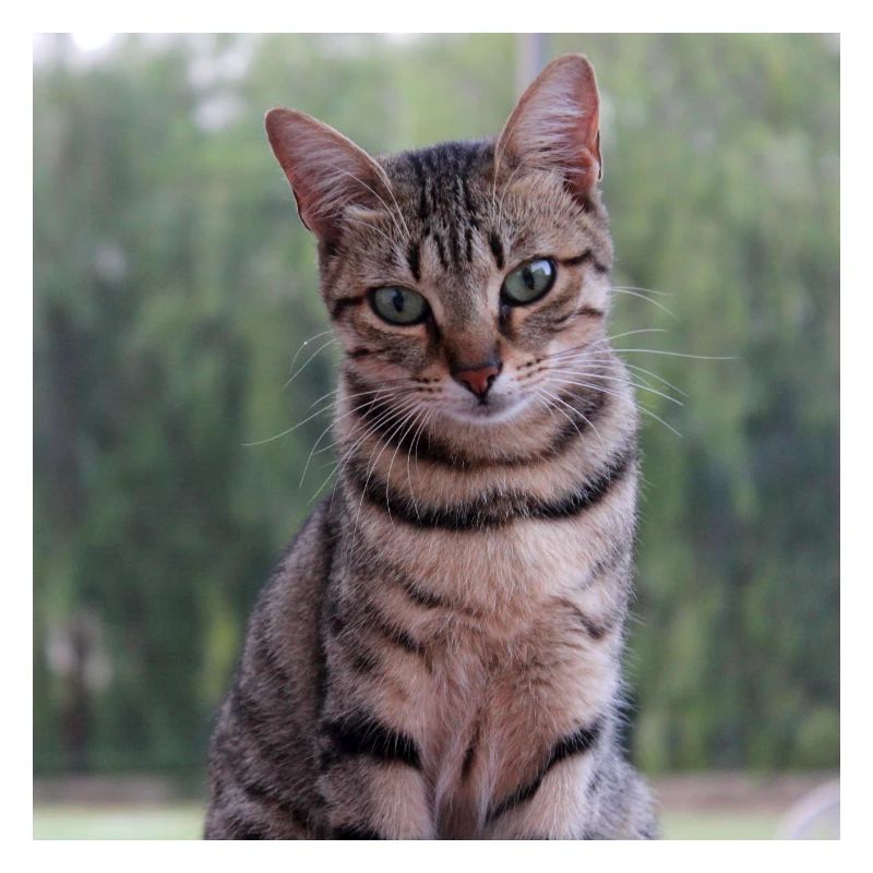 Cat Kitten Poster Square Cat Poster