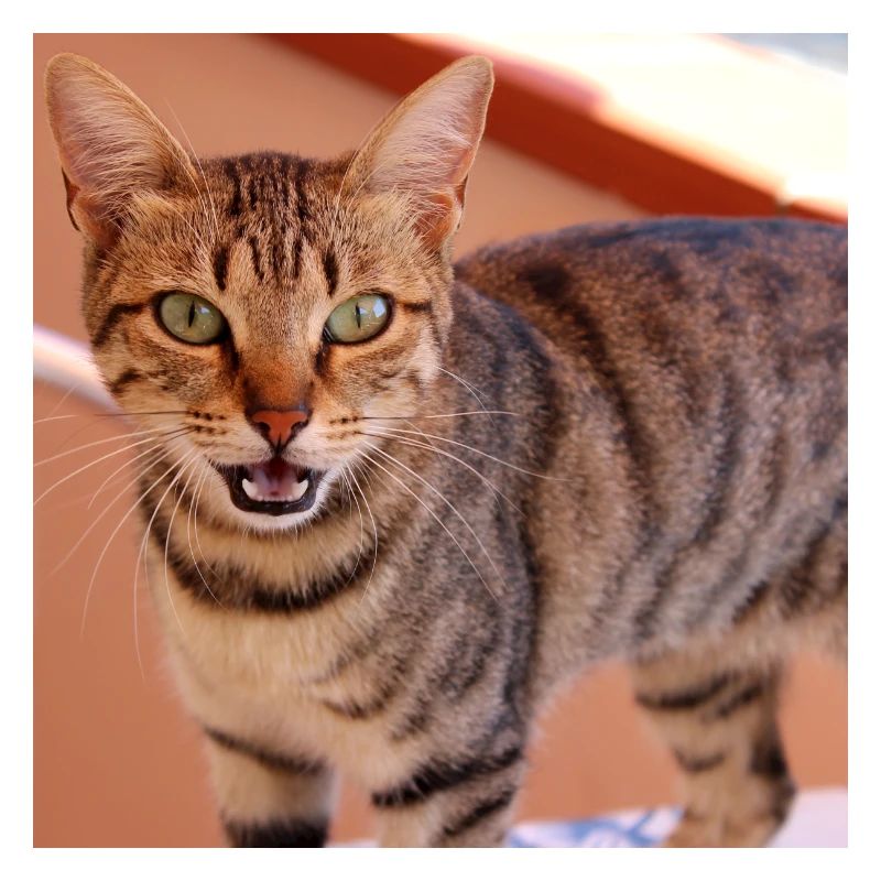 Cat Kitten Poster Square Cat Poster