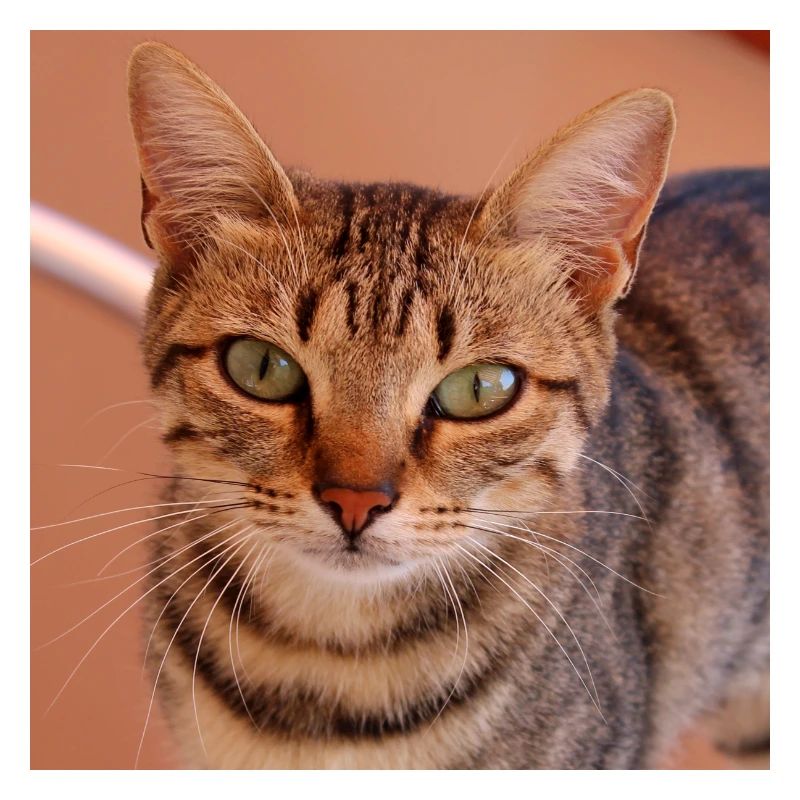 Cat Kitten Poster Square Cat Poster