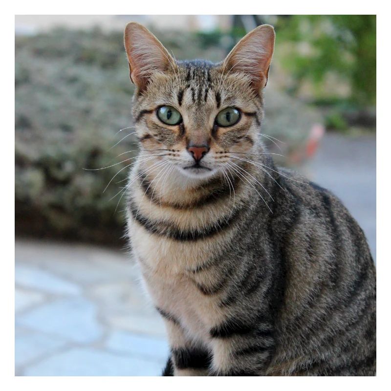 Chat chaton affiche chat carré affiche