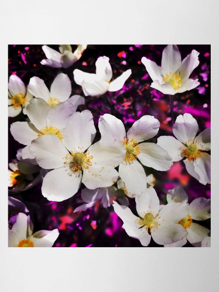 White anemones