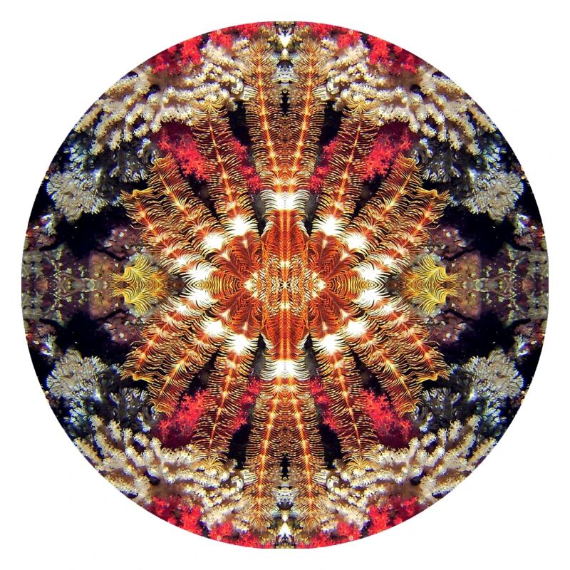 Nature Mandala Underwater, Feather Star