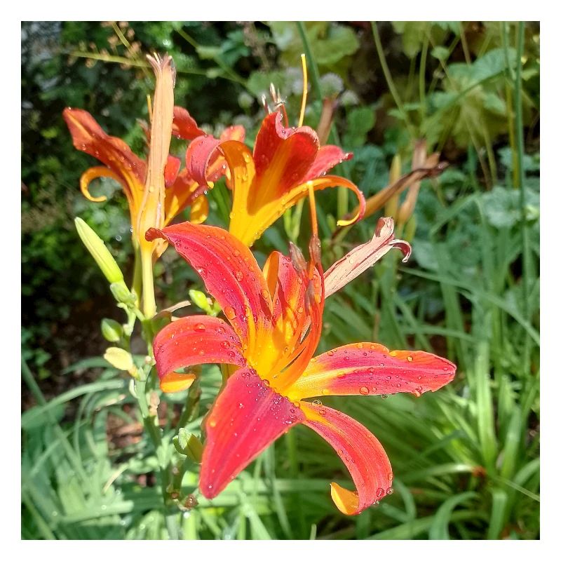 RED LILY WITH MORNING DEW