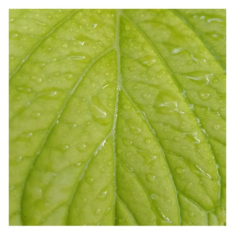 Green leaf