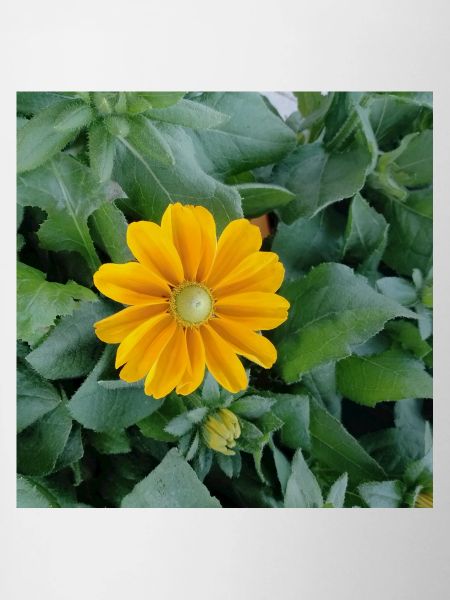 Rough coneflower / yellow ray flower