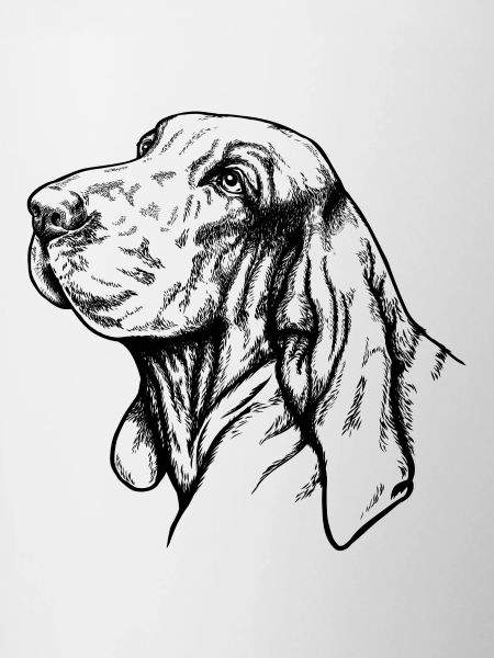 Bracco Italiano Portrait