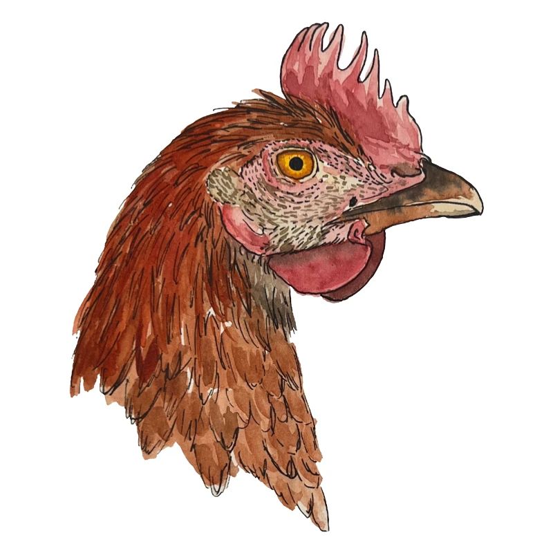 Chicken Hen Rhode Iceland Red Farmer Farmer Farmer
