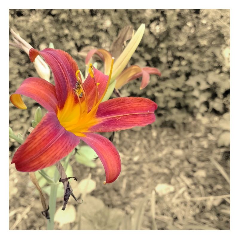 Lily in sepia contrast