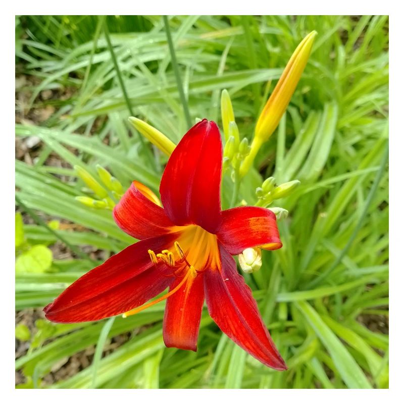 LYS DE FEU