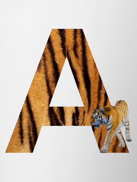 Tiger A