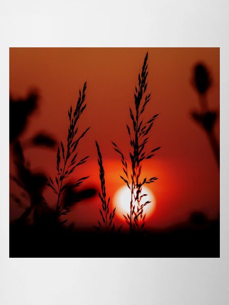 Silhouette of Grasses at Sunset