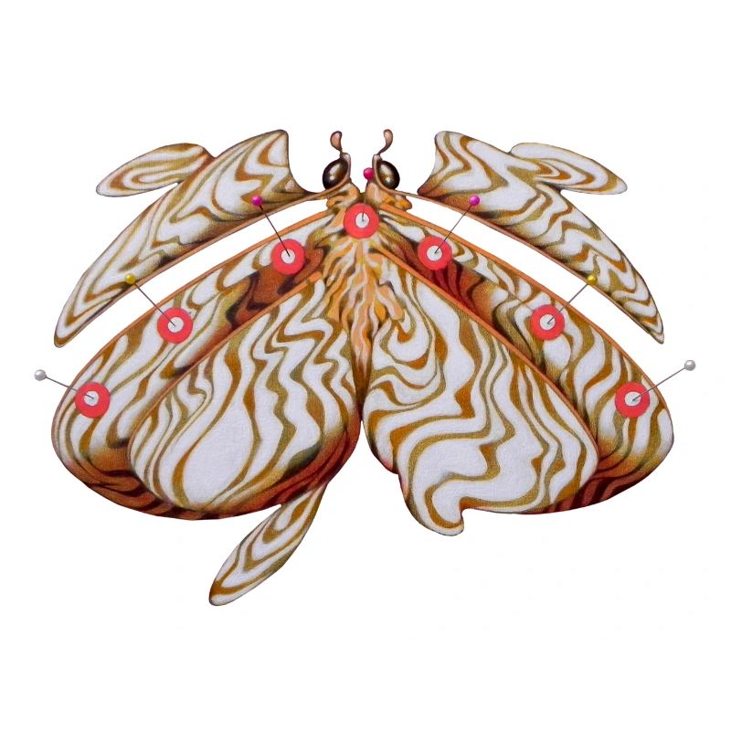 Le papillon albinos