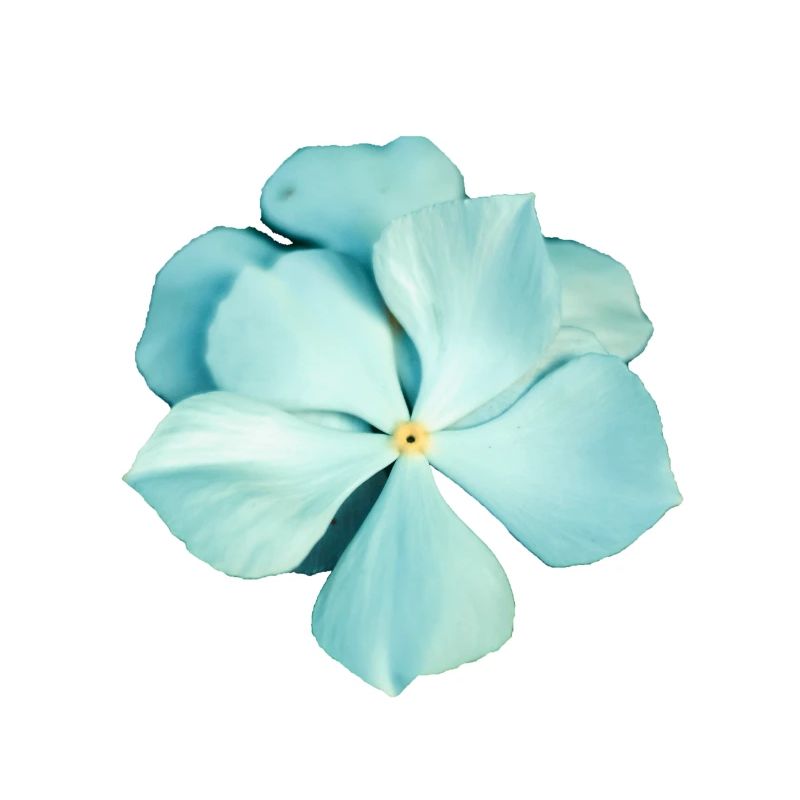 fleur bleue