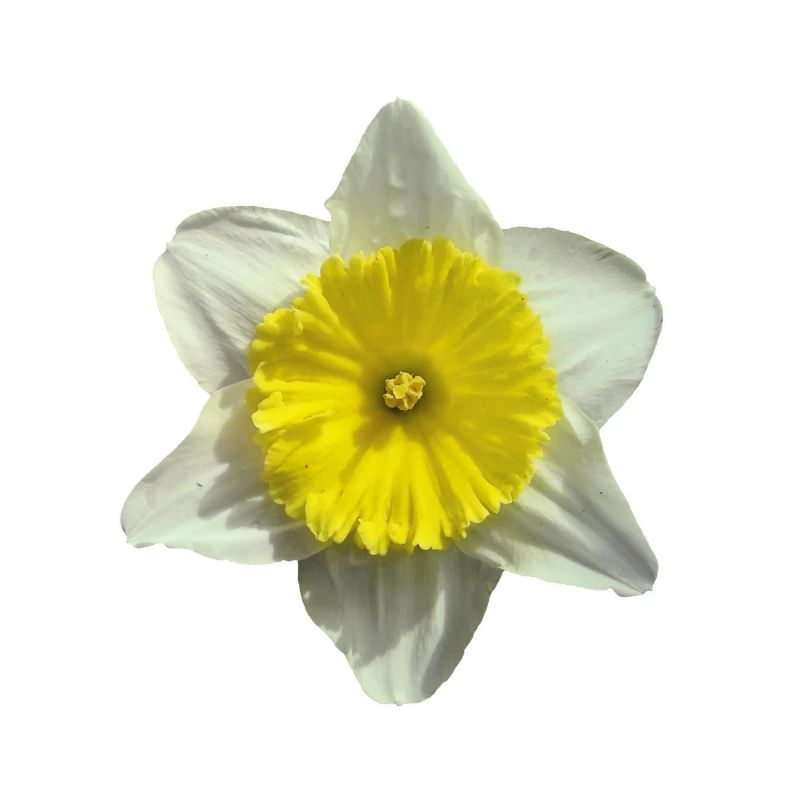 Narzissenblüte