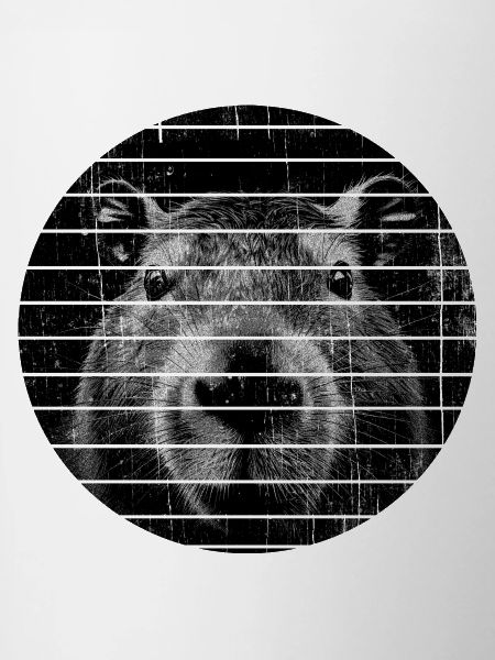 Capybara Portrait Capybara