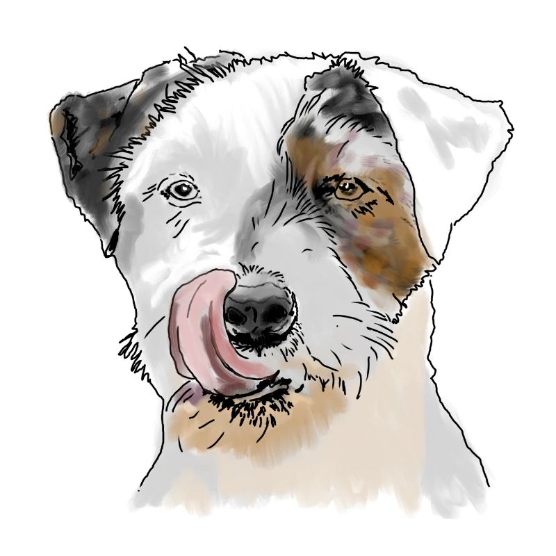 Terrier