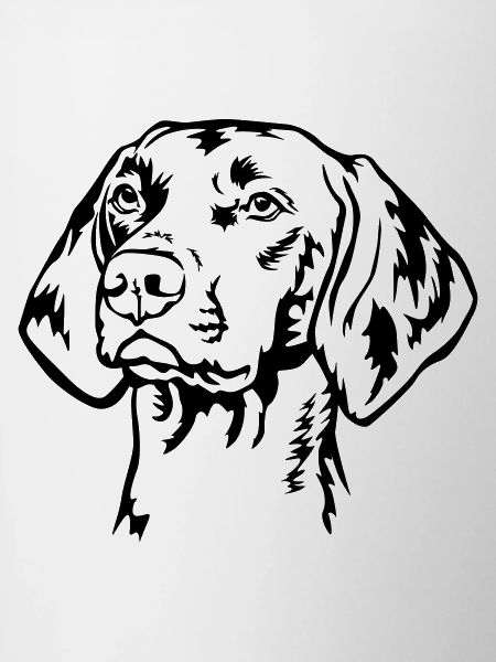 Magyar Vizsla head