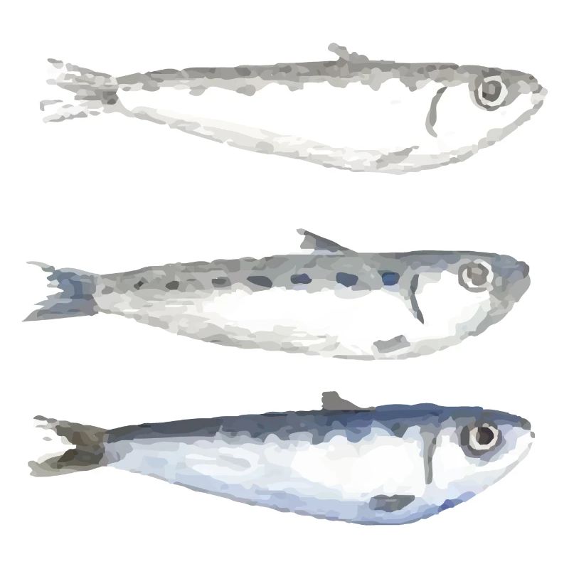 Sardine
