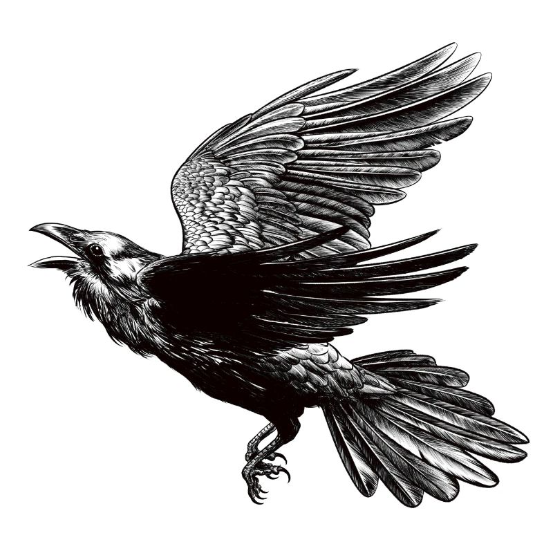 Raven In Flight