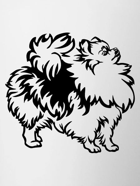 Dwarf spitz